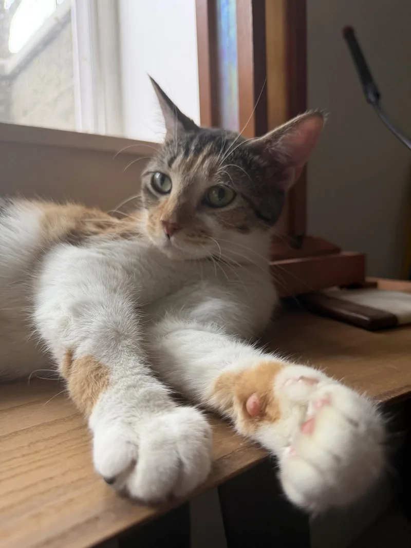 Bella thumbnail 2