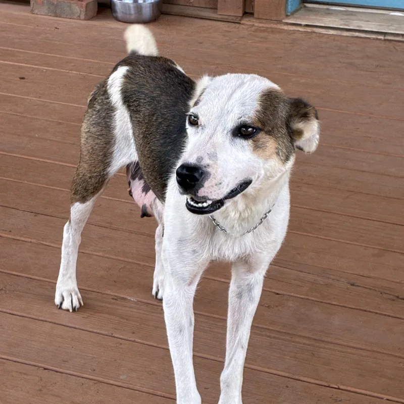 A young medium-sized female Tricolor (Brown, Black, & White) Australian Cattle Dog / Blue Heeler dog named Mercy for adoption in Tuscaloosa, AL