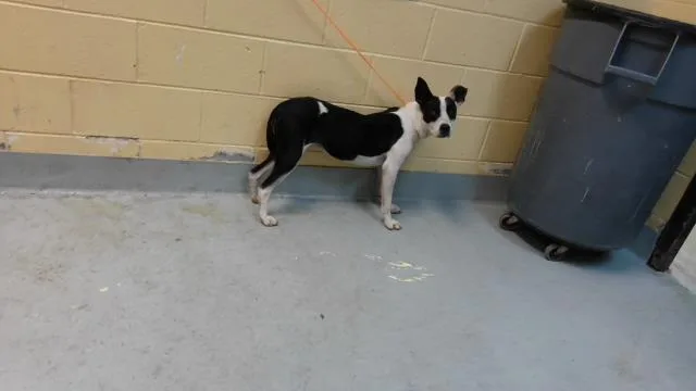 A young medium-sized female Pit Bull Terrier dog named Sunny for adoption in Tulsa, OK