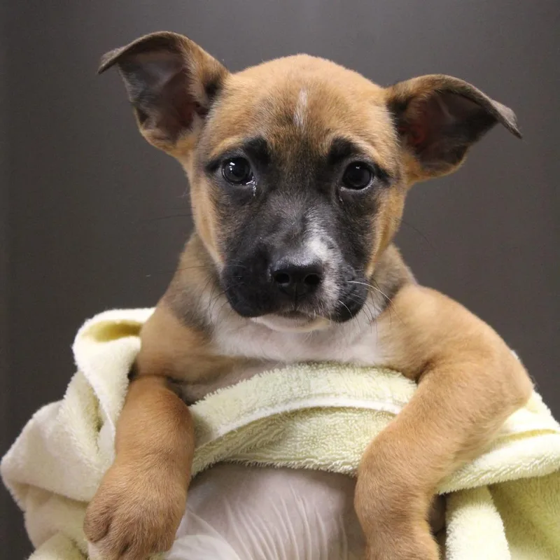 A baby small-sized female Yellow / Tan / Blond / Fawn Retriever dog named Susie Carmichael for adoption in Cleveland, MS
