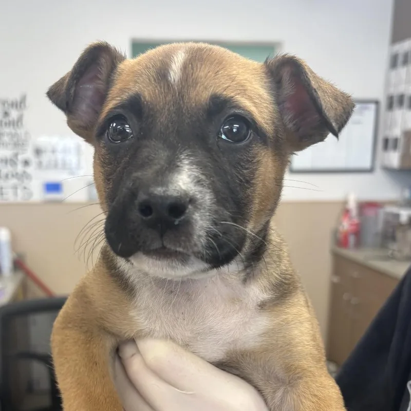 Susie Carmichael thumbnail 2