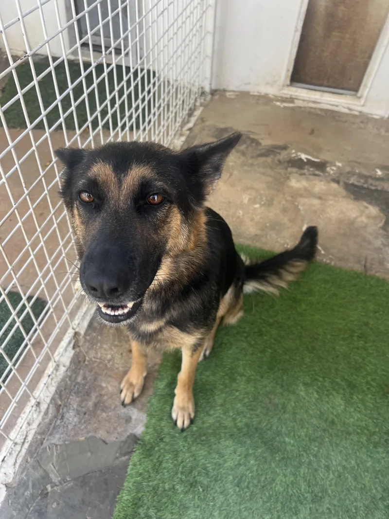 An adult medium-sized female Black German Shepherd Dog dog named Wren for adoption in Carnegie, OK