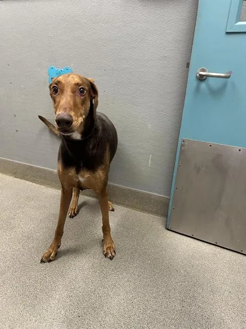 An adult large-sized male Doberman Pinscher dog named Prince for adoption in Las Vegas, NV
