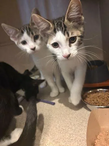 A baby medium-sized male Domestic Short Hair cat named Barbossa for adoption in Washington, DC