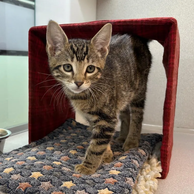A baby small-sized male Brown / Chocolate Domestic Short Hair cat named Sarge for adoption in Hailey, ID