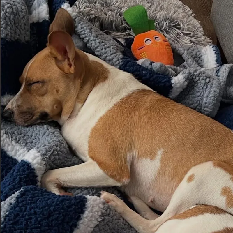 A young small-sized female Jack Russell Terrier dog named Halley for adoption in Philadelphia, PA