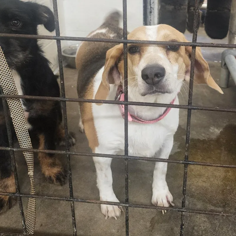 An adult medium-sized female White / Cream Beagle dog named Pumpkin for adoption in Evensville, TN