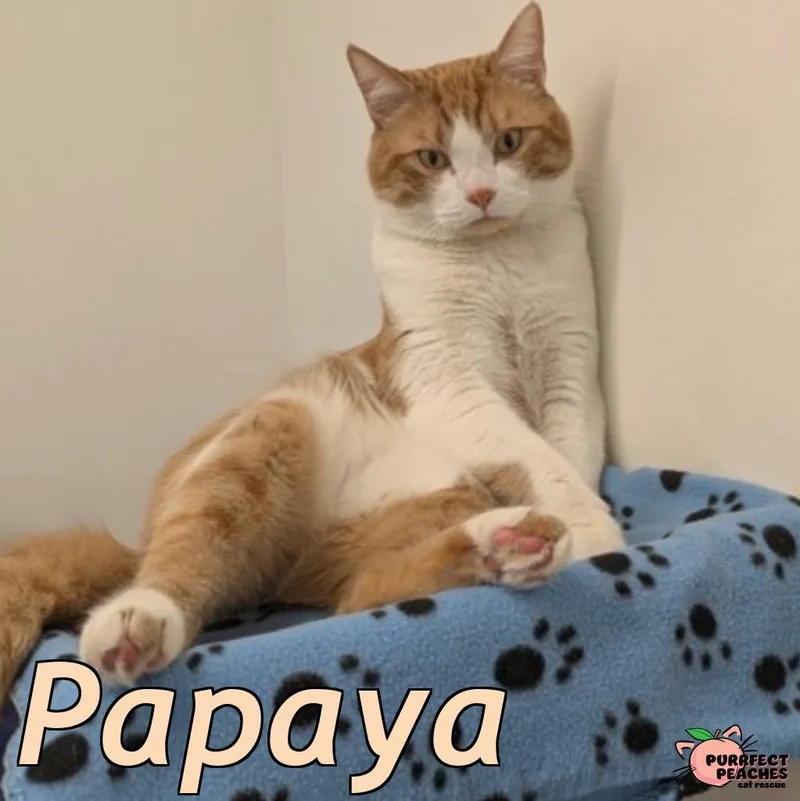 Papaya thumbnail 2