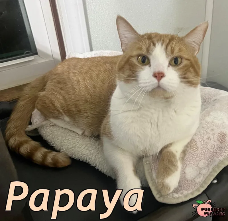 Papaya thumbnail 3