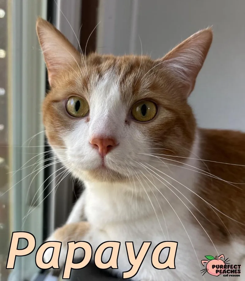 Papaya thumbnail 4