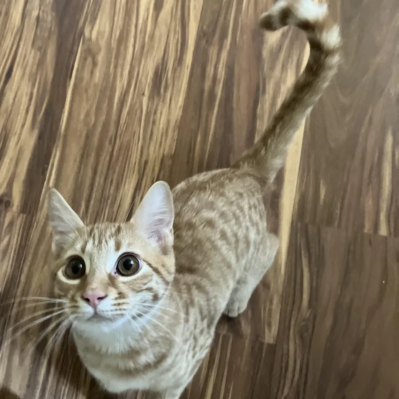 Dewey