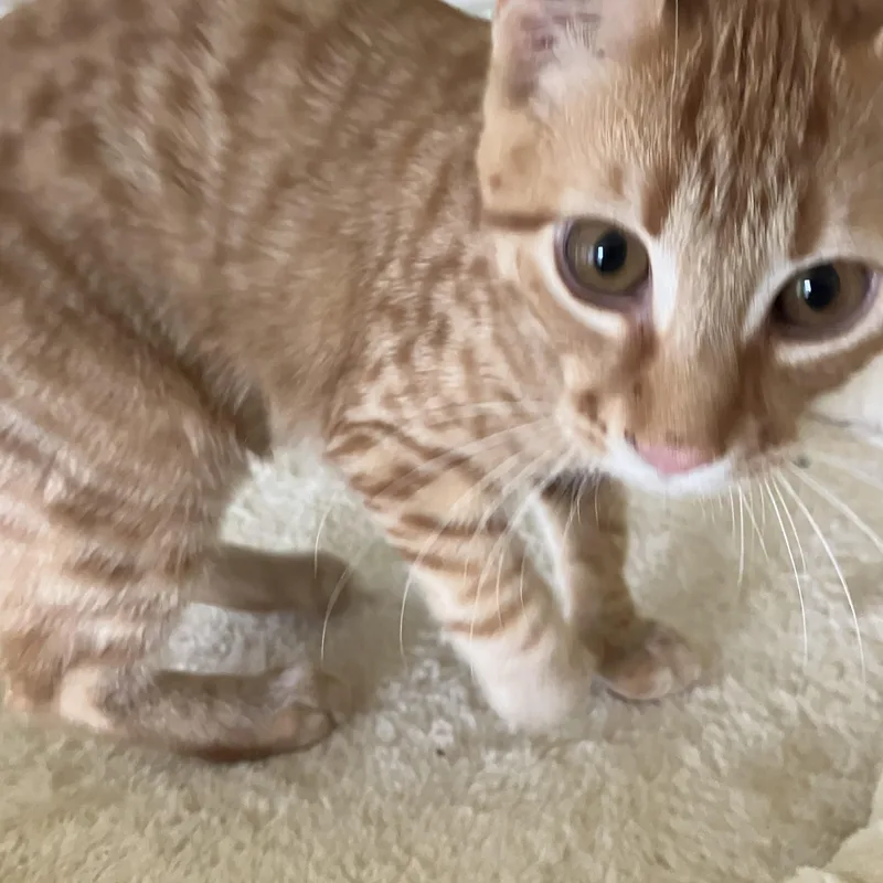 Dewey thumbnail 2