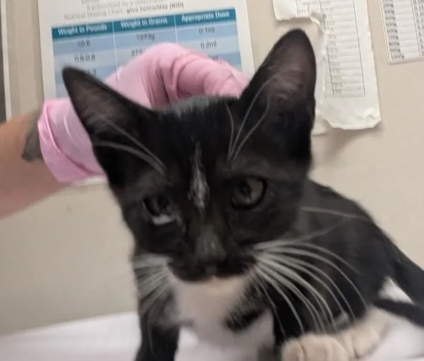 A baby small-sized male Domestic Short Hair cat named Mammoth for adoption in El Cajon, CA