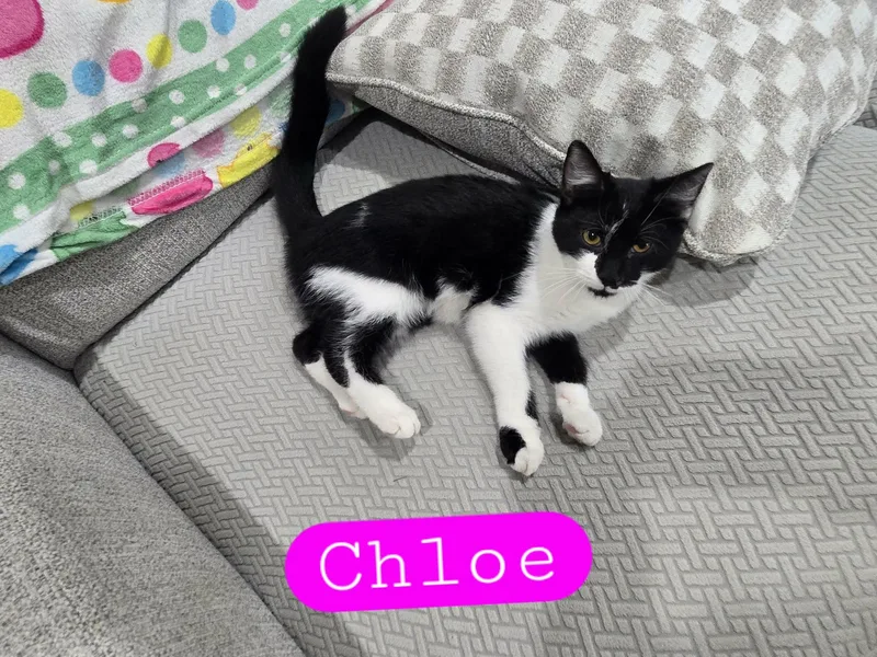 A young small-sized female Black & White / Tuxedo Domestic Short Hair cat named Chloe for adoption in oxford, PA