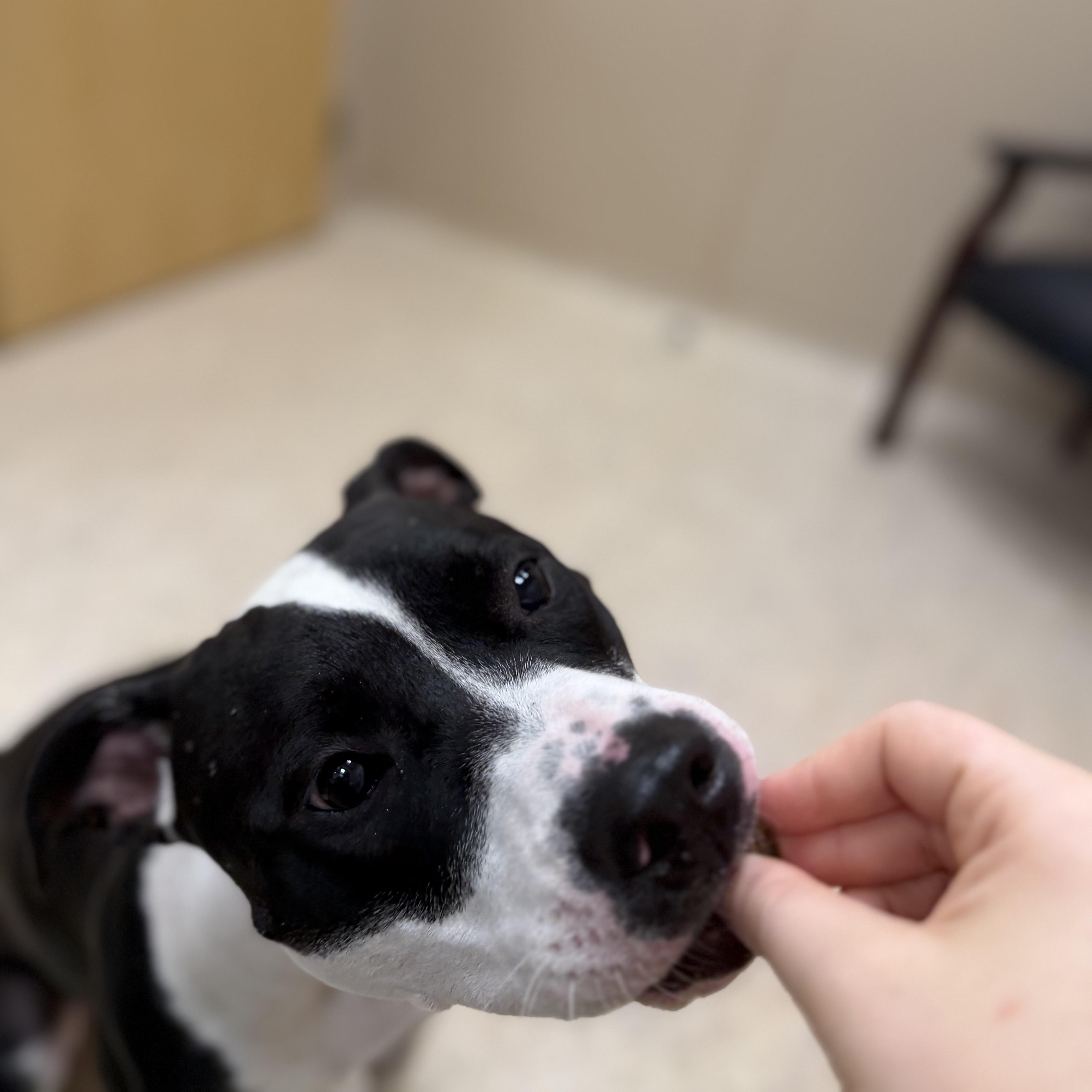 A young medium-sized female Pit Bull Terrier dog named Nova for adoption in North Providence, RI