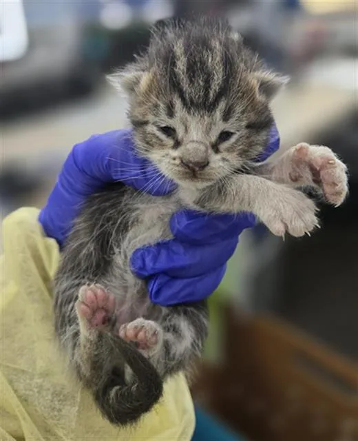 A baby medium-sized female Domestic Short Hair cat named Trinket for adoption in Dallas, TX