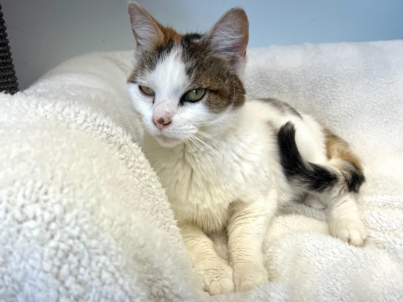 An adult medium-sized female Calico Calico cat named Collette for adoption in Grand Rapids, MI