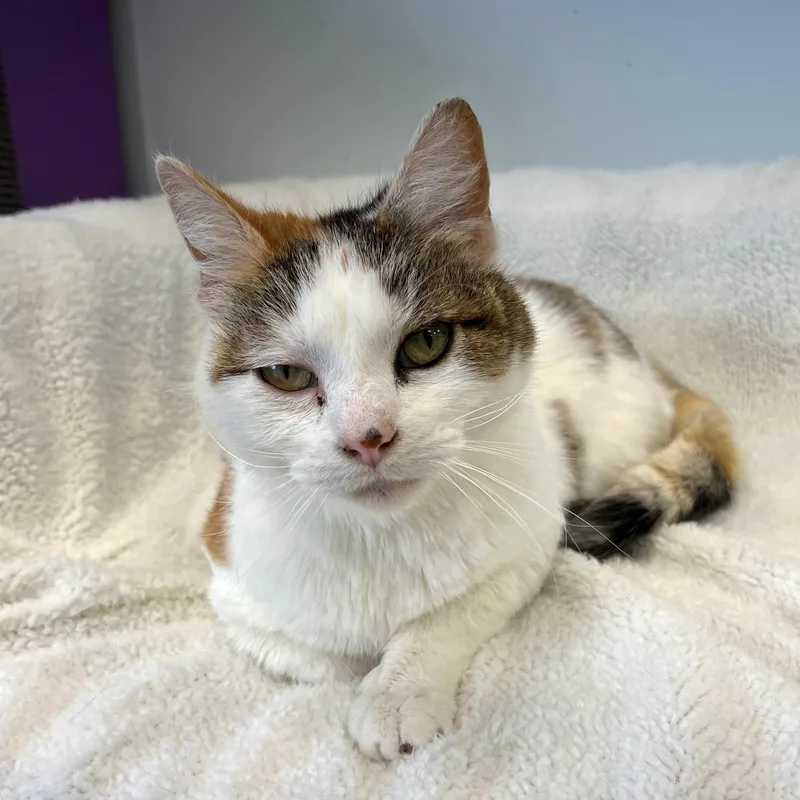 Collette thumbnail 2