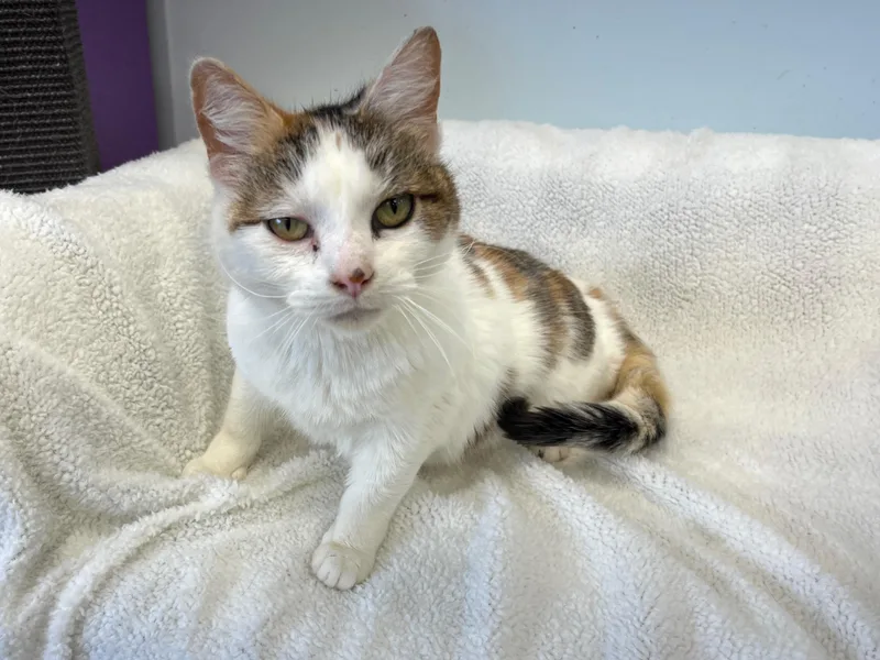 Collette thumbnail 3