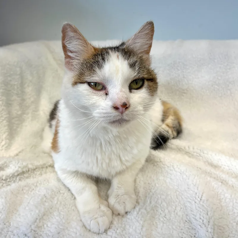 Collette thumbnail 4