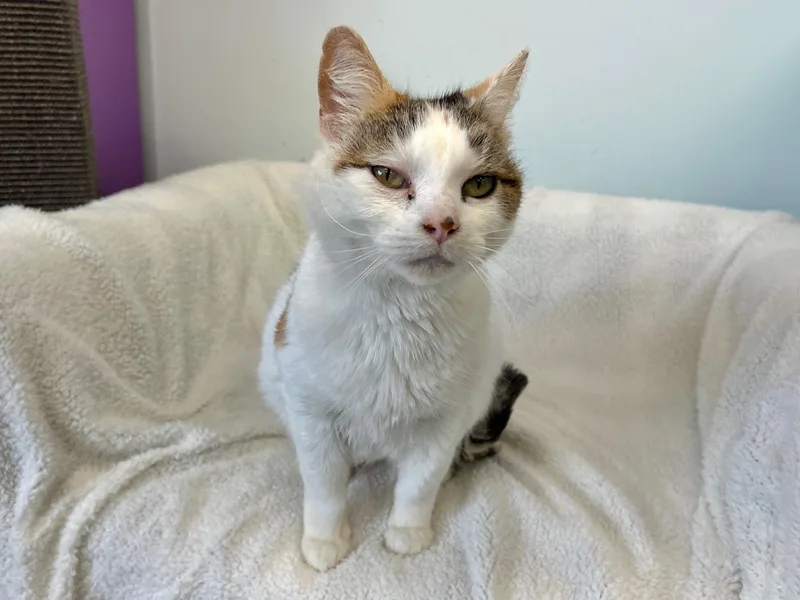 Collette thumbnail 5