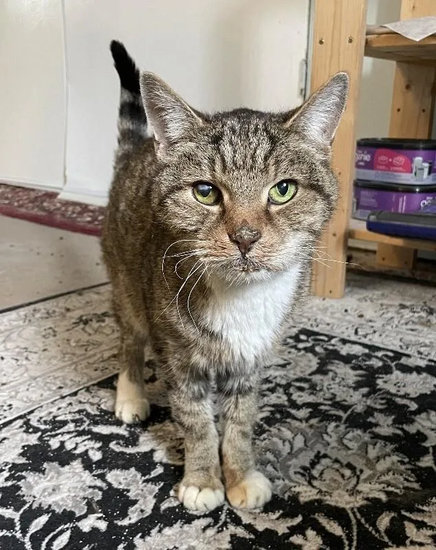 A senior medium-sized male Tabby (Brown / Chocolate) Domestic Short Hair cat named Alton for adoption in Colmar, PA