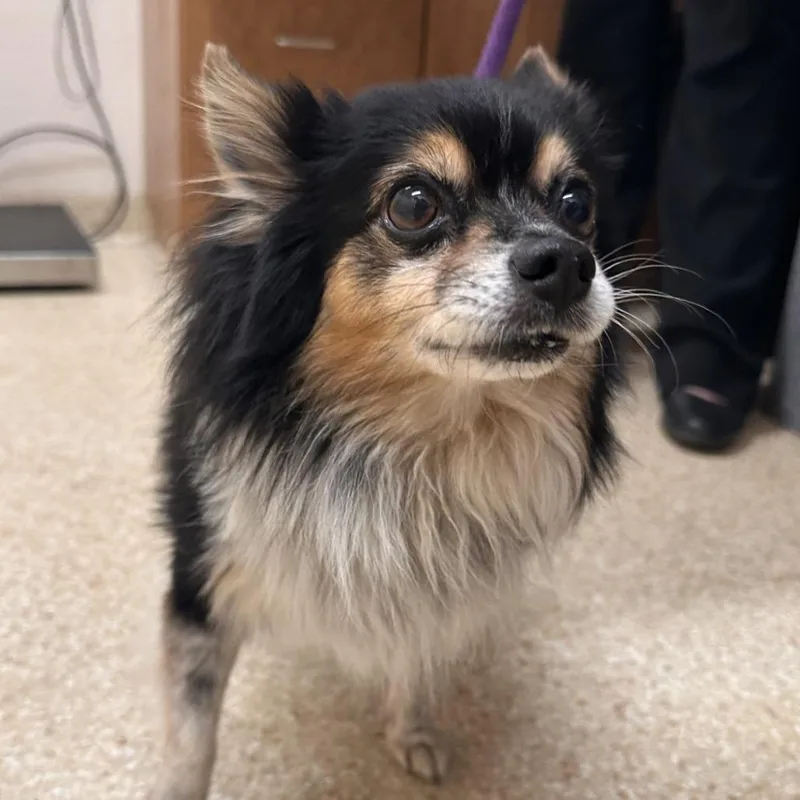 A senior small-sized male Pomeranian dog named Kiko for adoption in Reno, NV