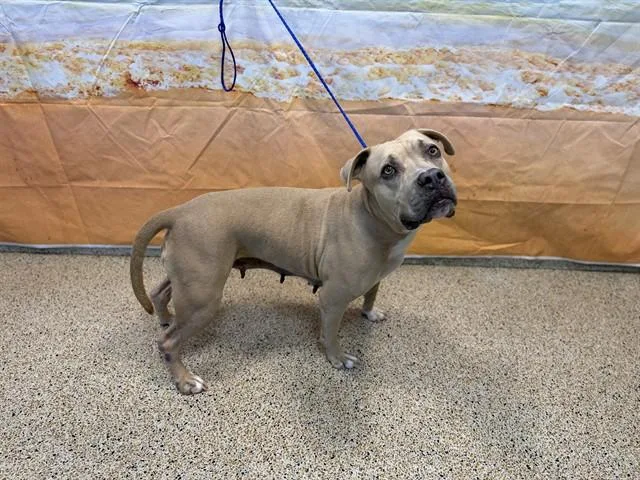 An adult medium-sized female Pit Bull Terrier dog named Lucy for adoption in Miami, FL