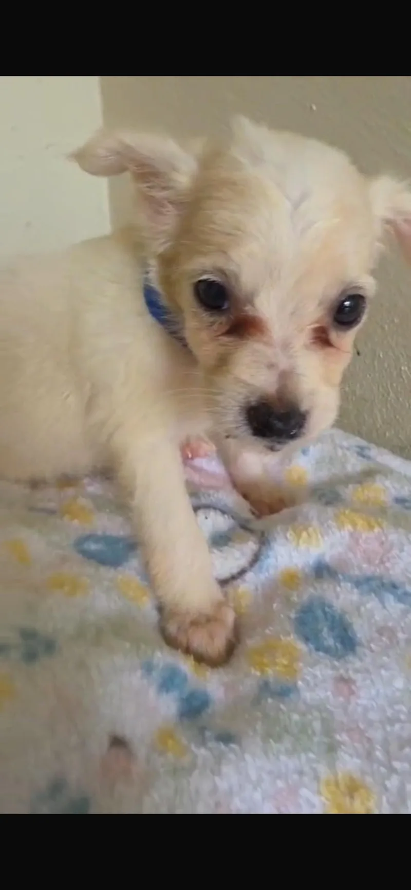 A baby small-sized male Chihuahua dog named Brad for adoption in Virginia Beach, VA