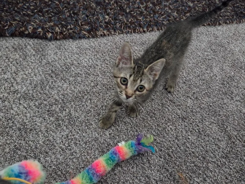 A baby small-sized female Domestic Short Hair cat named Minnie for adoption in Aurora, CO