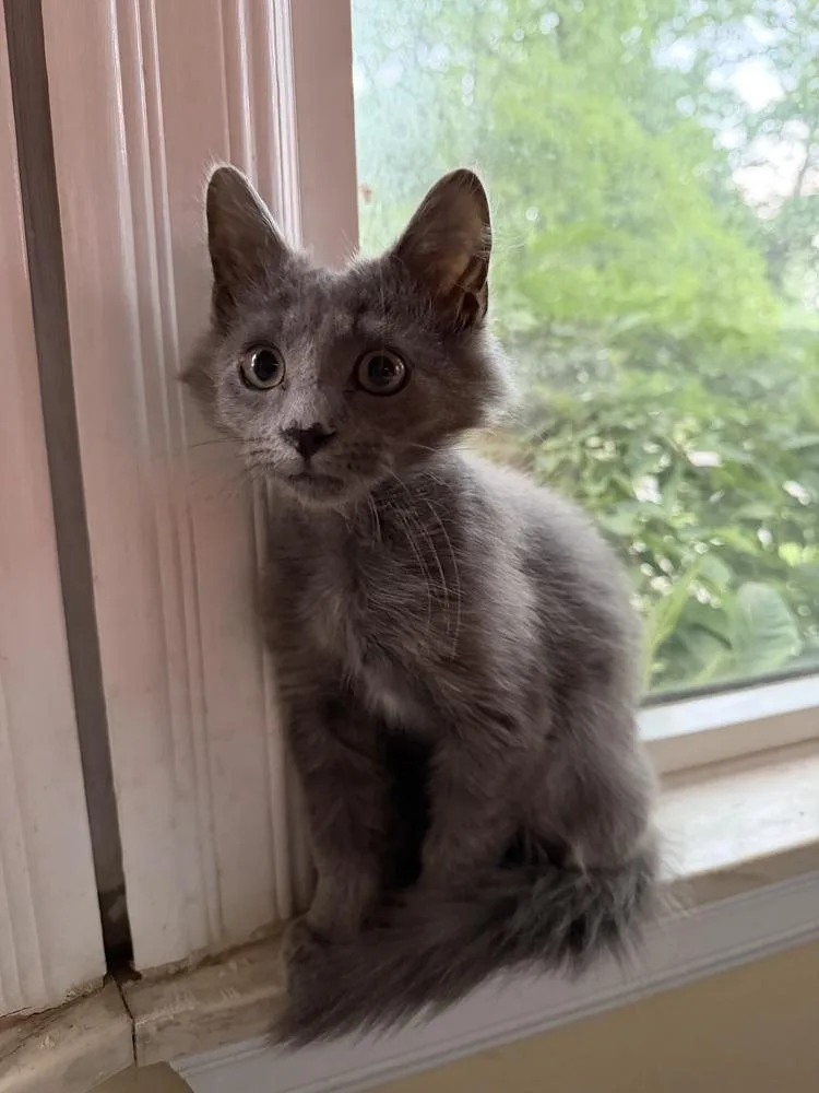 A baby large-sized male Gray / Blue / Silver Domestic Long Hair cat named Apollo for adoption in Oak Park, MI