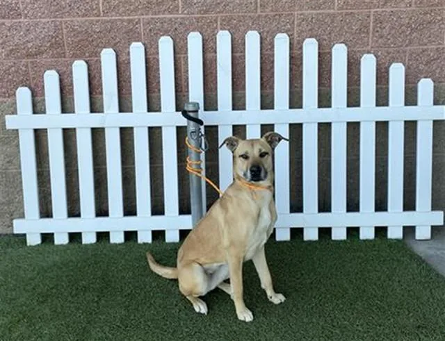 An adult large-sized female German Shepherd Dog dog named Matters for adoption in Modesto, CA