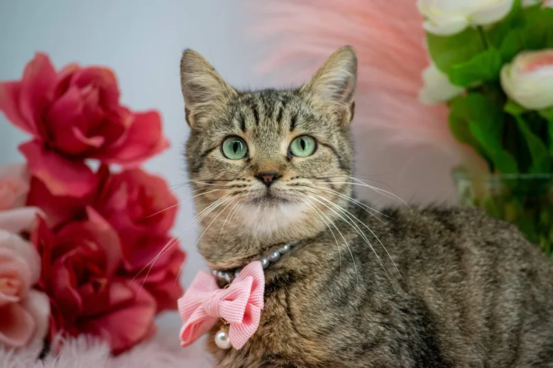 A young small-sized female Tabby (Brown / Chocolate) Domestic Short Hair cat named Laurel for adoption in Sevierville, TN