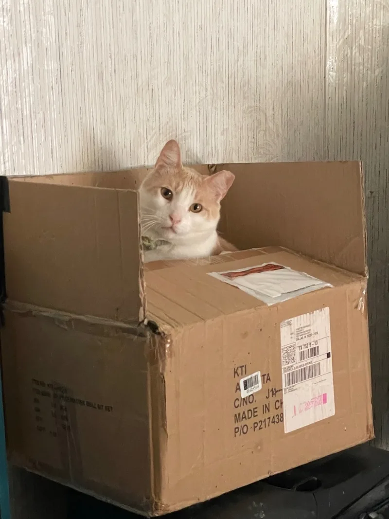 A senior large-sized male White Domestic Short Hair cat named Reid for adoption in Justin, TX