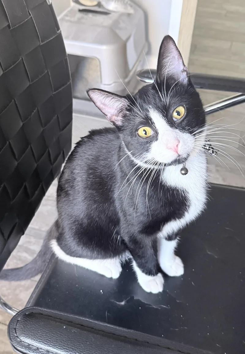 Theodore thumbnail 2