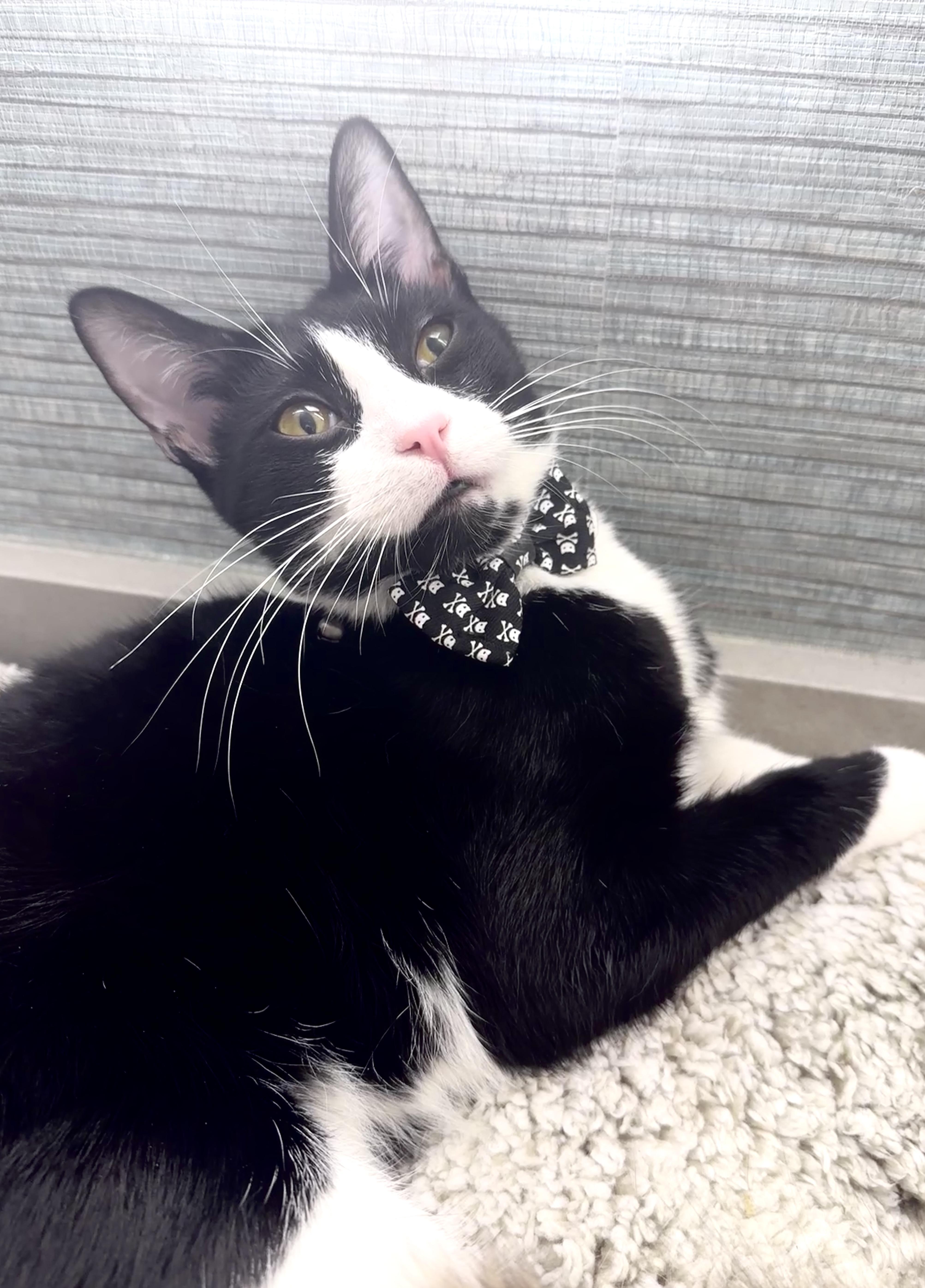 Theodore thumbnail 3