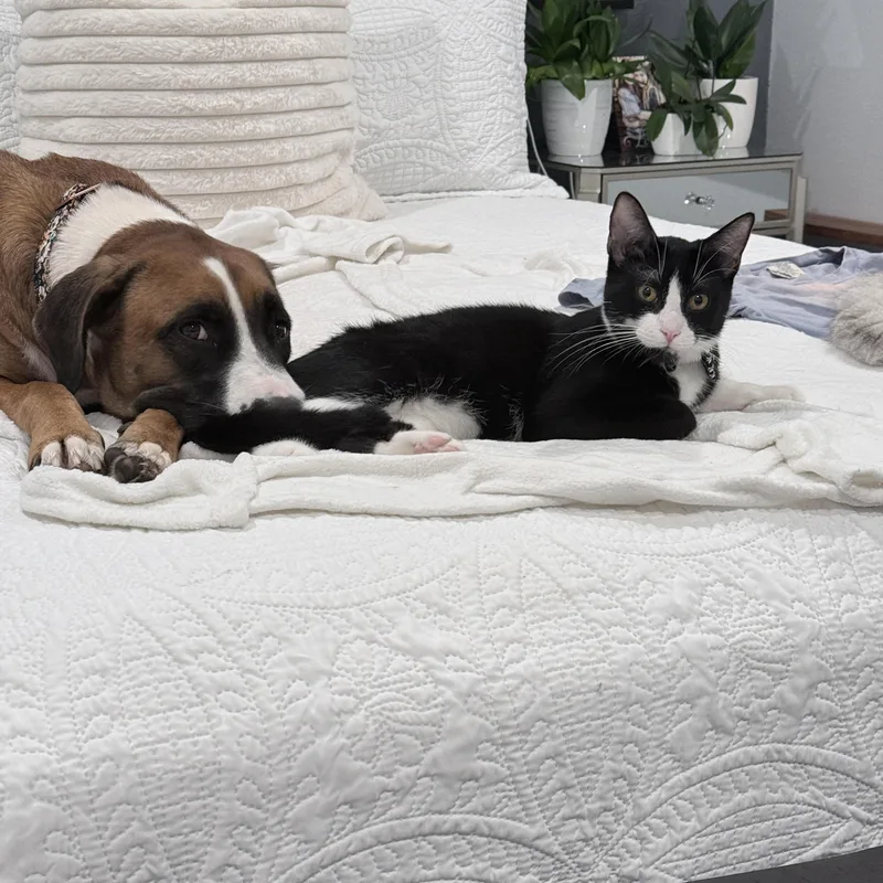 Theodore thumbnail 4