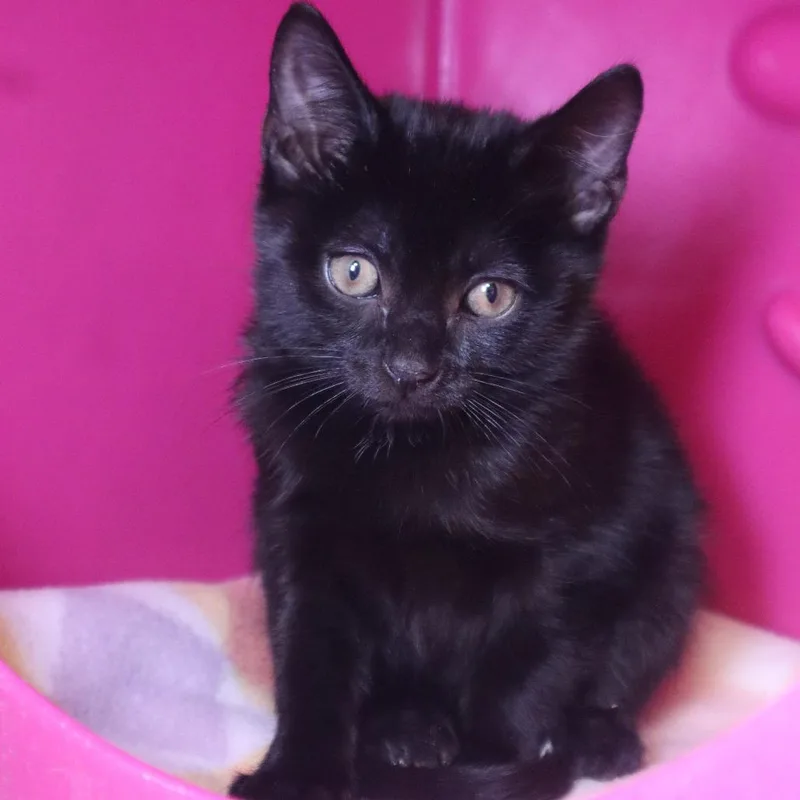 A baby small-sized male Black Domestic Short Hair cat named Bedhead for adoption in Waukesha, WI