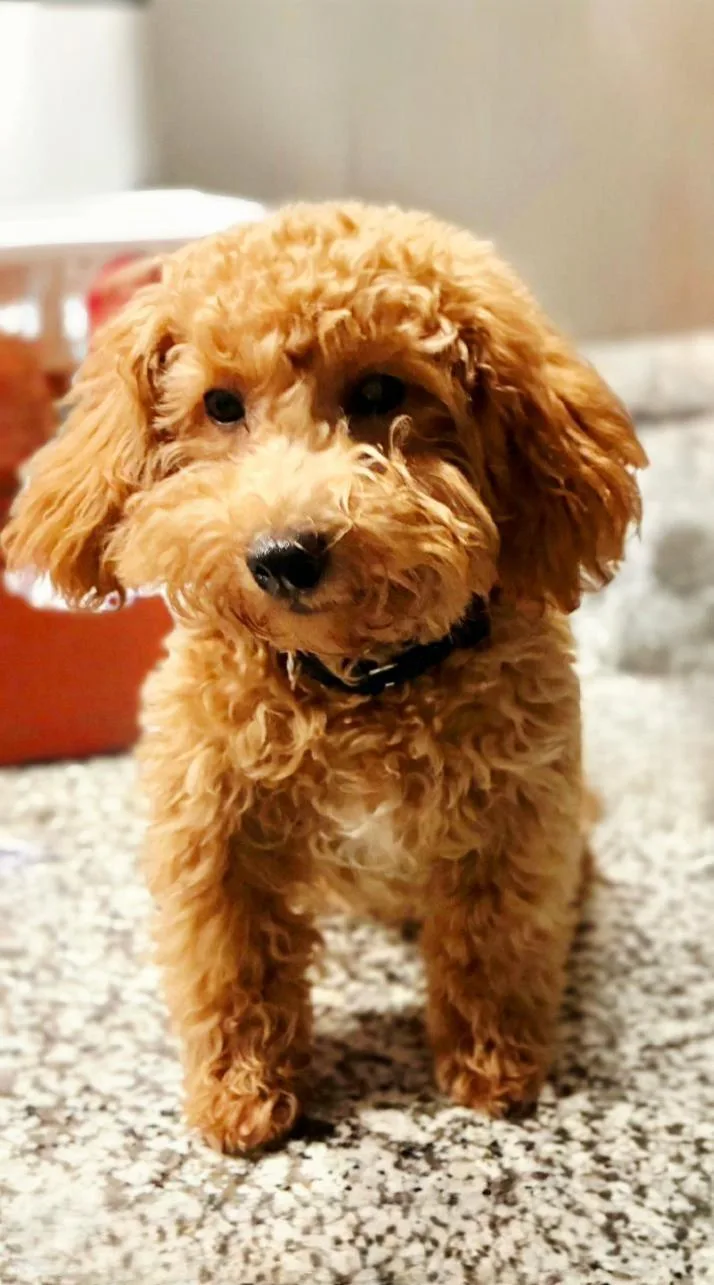 A baby small-sized female Goldendoodle dog named Freddie for adoption in Bridgeton, MO