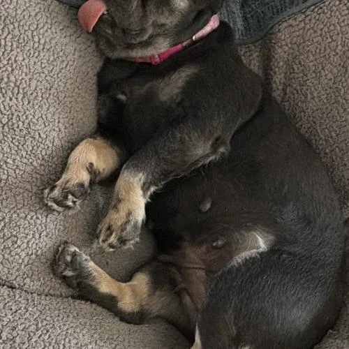 A young medium-sized female Brown / Chocolate French Bulldog dog named Curly for adoption in Fort Lauderdale, FL