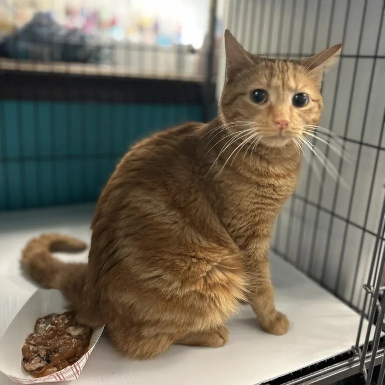 Simba