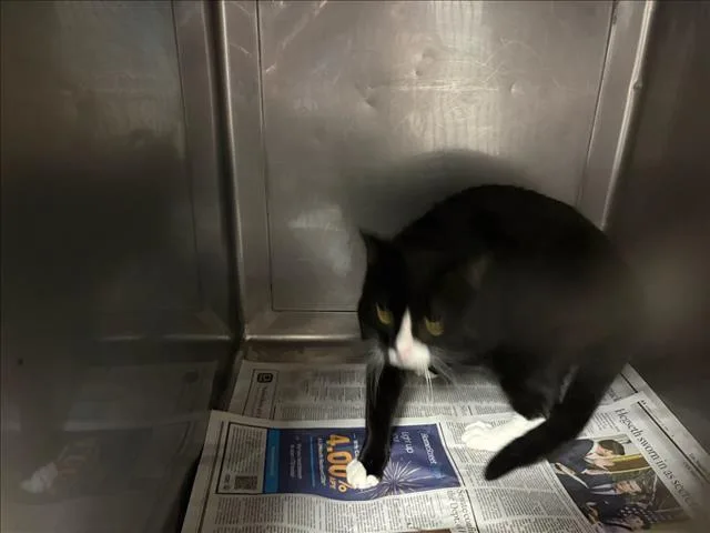 An adult medium-sized male Domestic Short Hair cat named Chandler for adoption in Chatsworth, CA