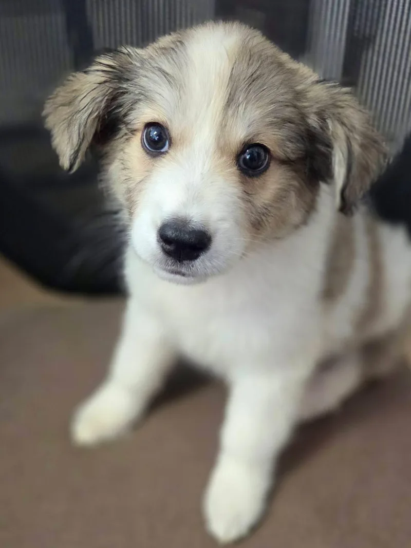 A baby medium-sized female Mixed Breed dog named Marci for adoption in University Place, WA