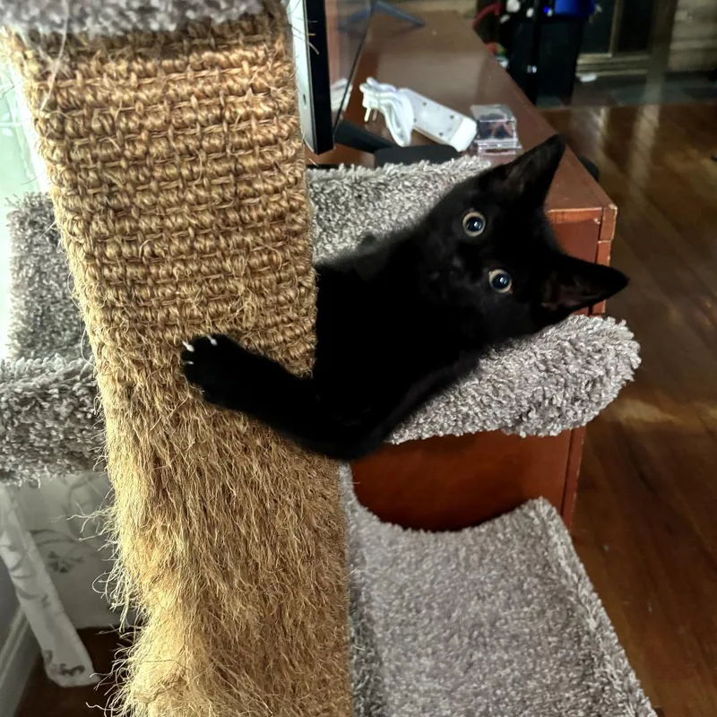 A baby small-sized female Black Domestic Short Hair cat named Panther for adoption in Ferndale, MI