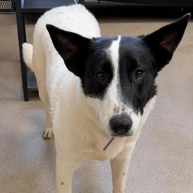 A young small-sized female White / Cream Border Collie dog named Moon for adoption in Rogersville, MO