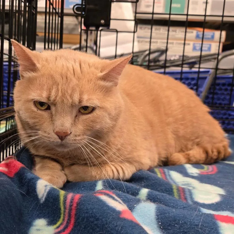 An adult medium-sized male Orange / Red Domestic Short Hair cat named Big Bob for adoption in Norwood, OH