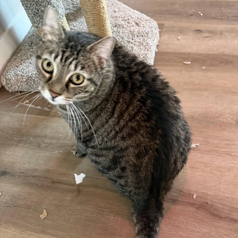 An adult medium-sized female Domestic Short Hair cat named Momma for adoption in Glendale, AZ