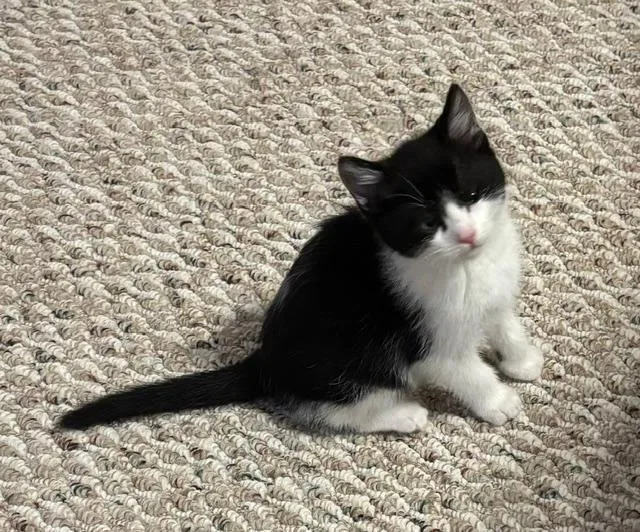 A baby small-sized female Black & White / Tuxedo Domestic Short Hair cat named Bunny for adoption in Breinigsville, PA
