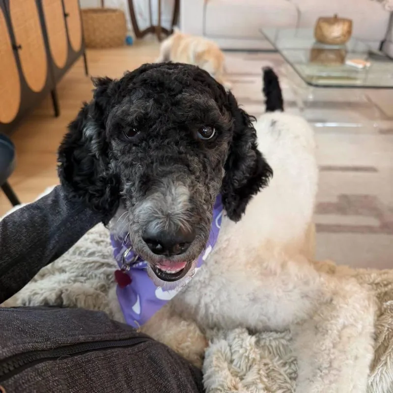 An adult medium-sized female White / Cream Standard Poodle dog named Maddie for adoption in Sarasota, FL