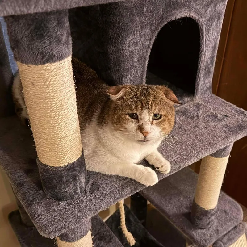 A senior medium-sized male Tabby (Brown / Chocolate) Domestic Short Hair cat named Lover boy for adoption in Royal Oak, MI